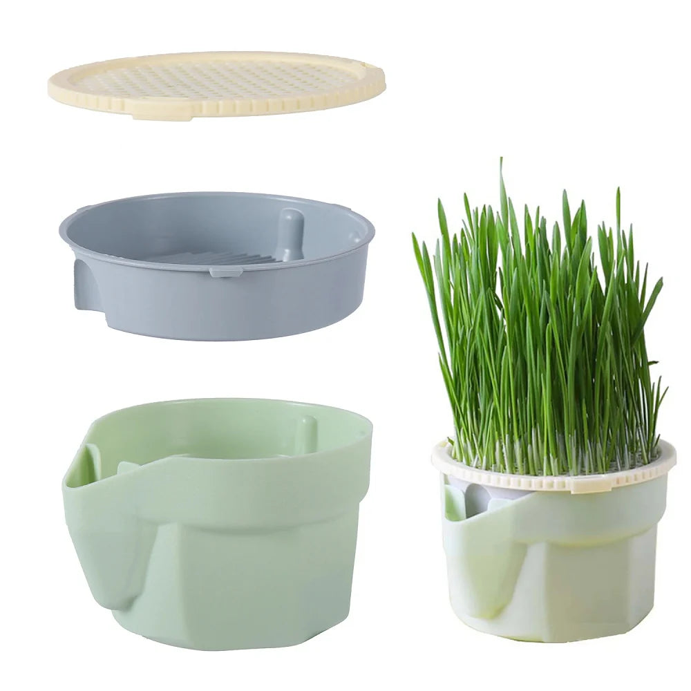 Patile 🐾 / Topraksız Suda Kedi Çimi Yetiştirme Kiti + Tohum Hediyeli