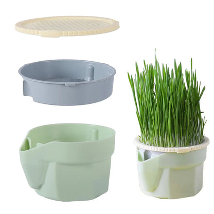 Patile 🐾 /  Topraksız Suda Kedi Çimi Yetiştirme Kiti + Tohum Hediyeli